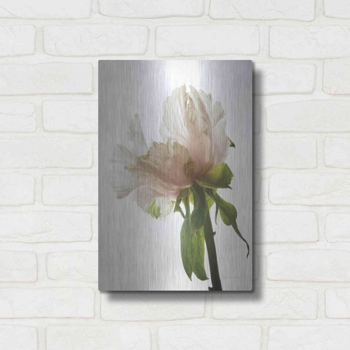 Luxe Metal Art 'Translucent Peony VIII' by Debra Van Swearingen, Metal Wall Art,12x16