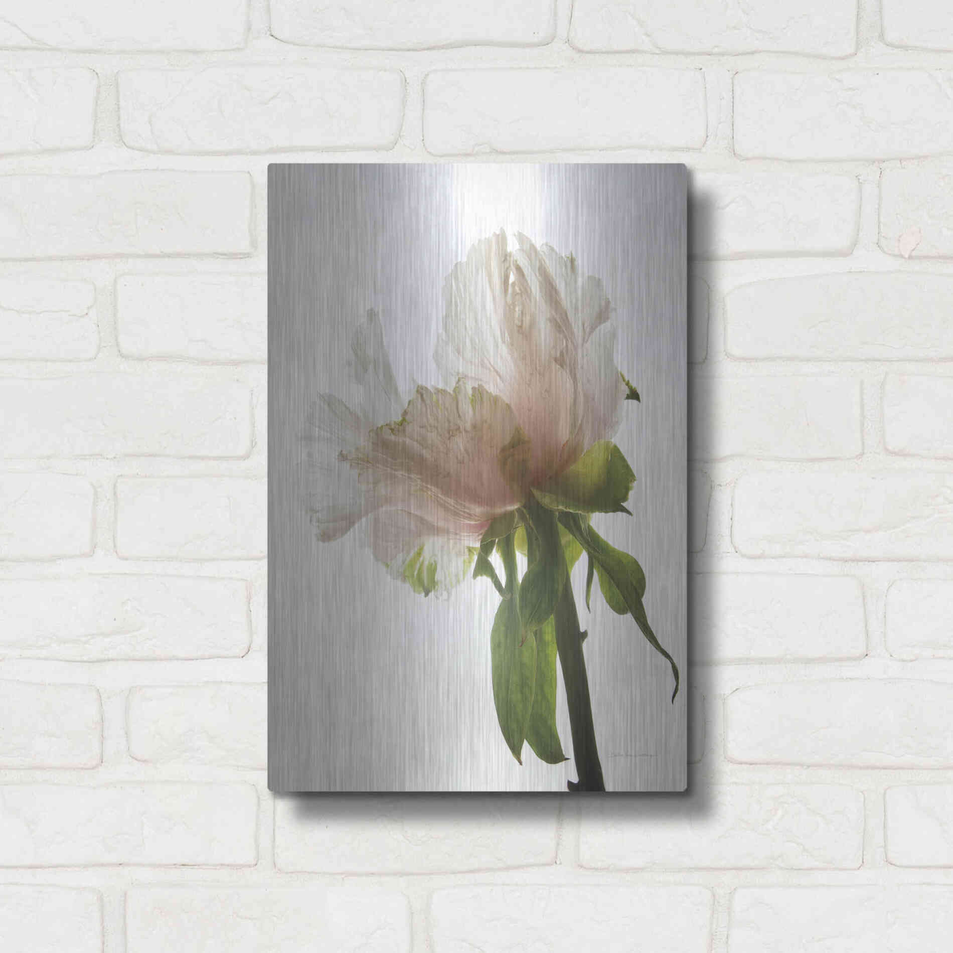 Luxe Metal Art 'Translucent Peony VIII' by Debra Van Swearingen, Metal Wall Art,12x16