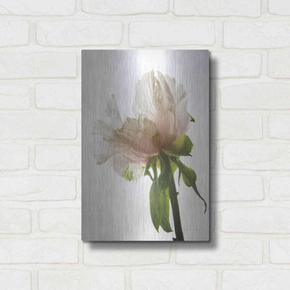 Luxe Metal Art 'Translucent Peony VIII' by Debra Van Swearingen, Metal Wall Art,12x16