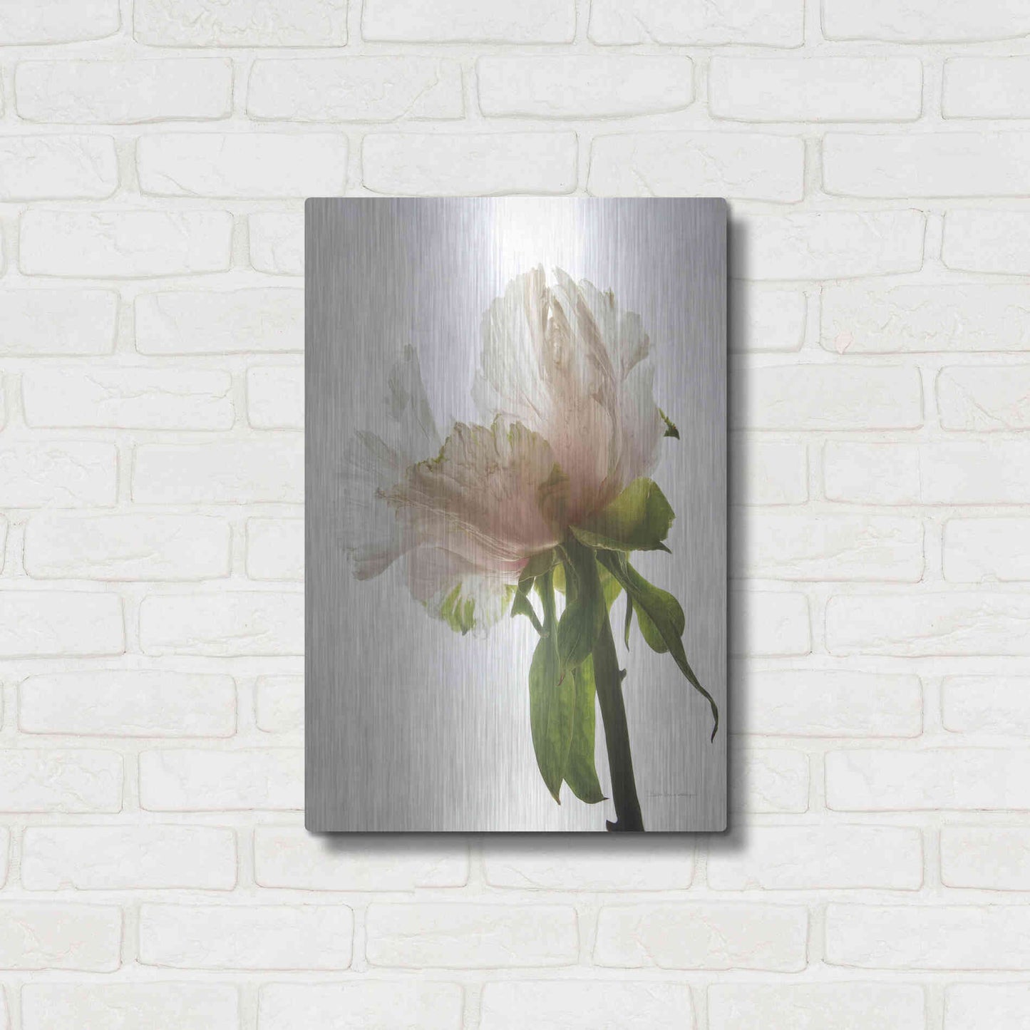 Luxe Metal Art 'Translucent Peony VIII' by Debra Van Swearingen, Metal Wall Art,16x24