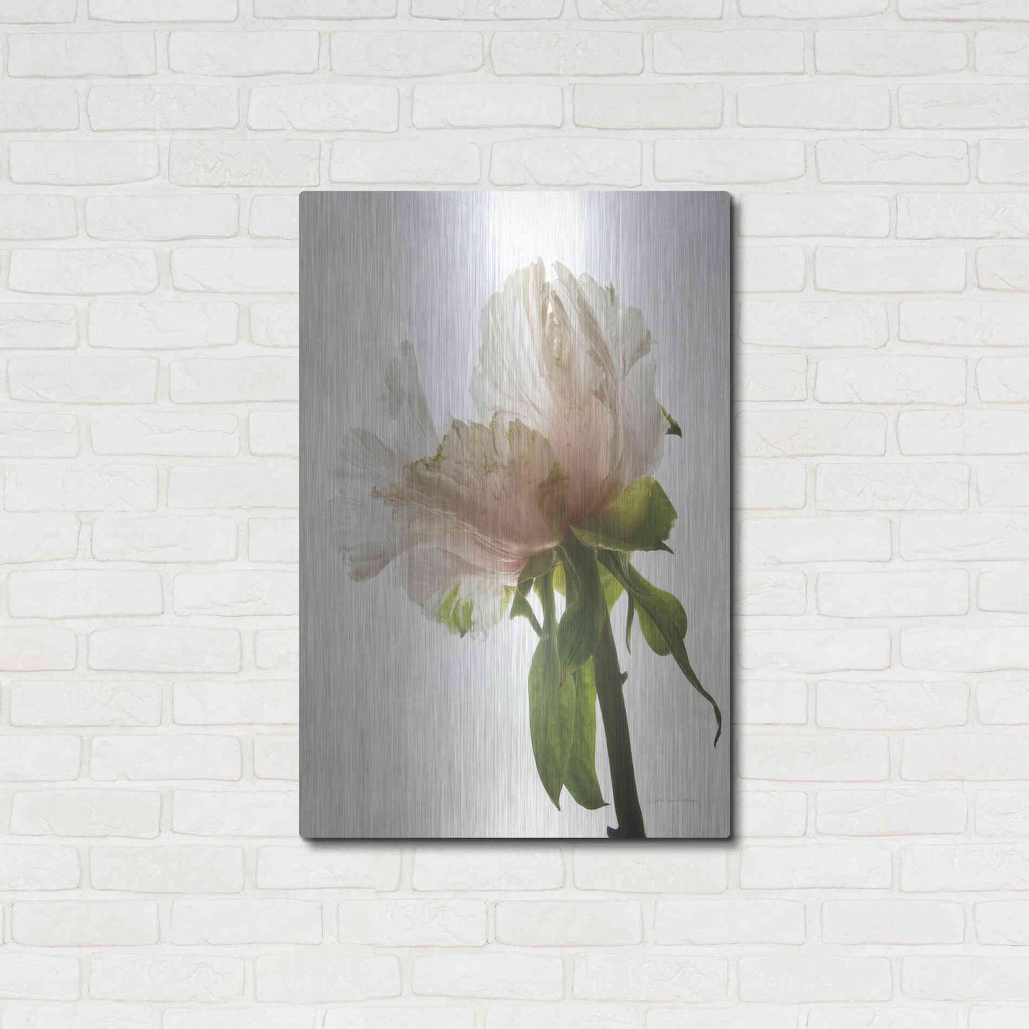 Luxe Metal Art 'Translucent Peony VIII' by Debra Van Swearingen, Metal Wall Art,24x36