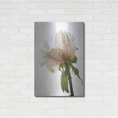 Luxe Metal Art 'Translucent Peony VIII' by Debra Van Swearingen, Metal Wall Art,24x36