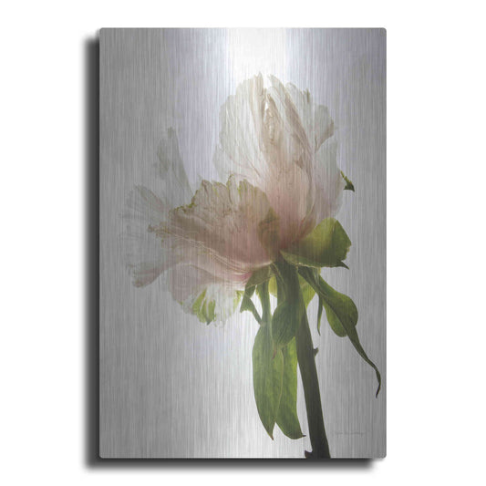 Luxe Metal Art 'Translucent Peony VIII' by Debra Van Swearingen, Metal Wall Art