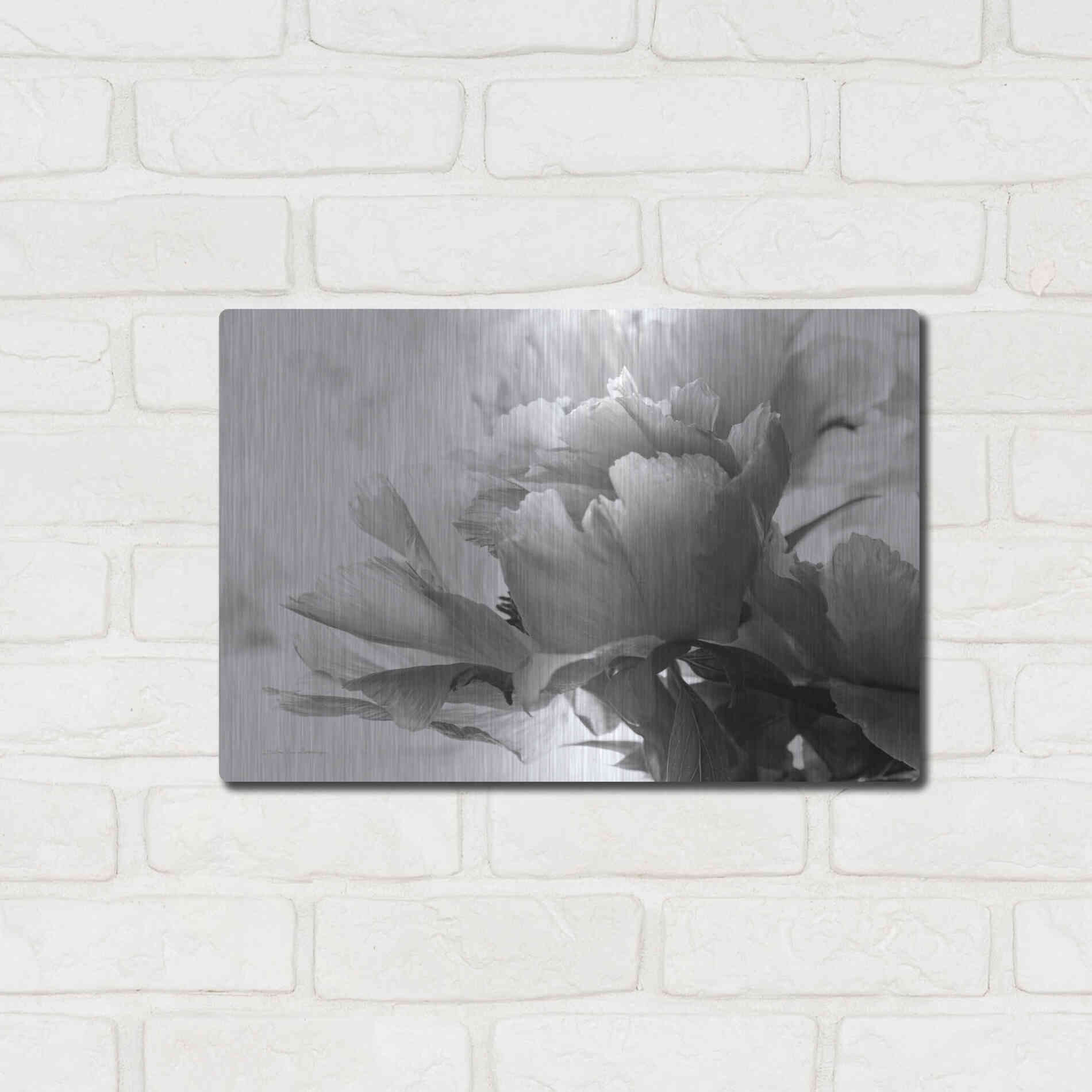 Luxe Metal Art 'Translucent Peony IBW' by Debra Van Swearingen, Metal Wall Art,16x12