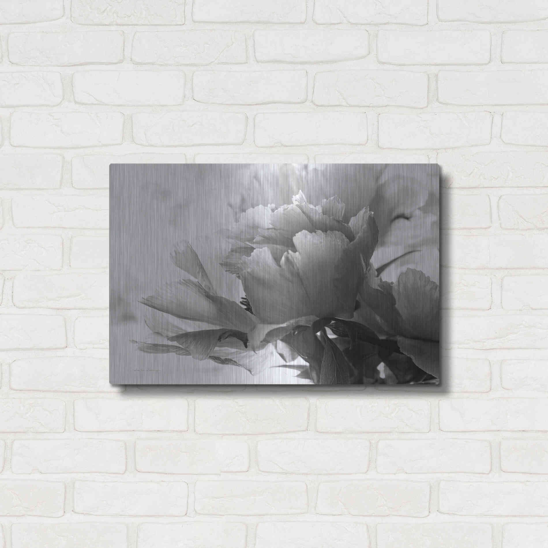 Luxe Metal Art 'Translucent Peony IBW' by Debra Van Swearingen, Metal Wall Art,24x16