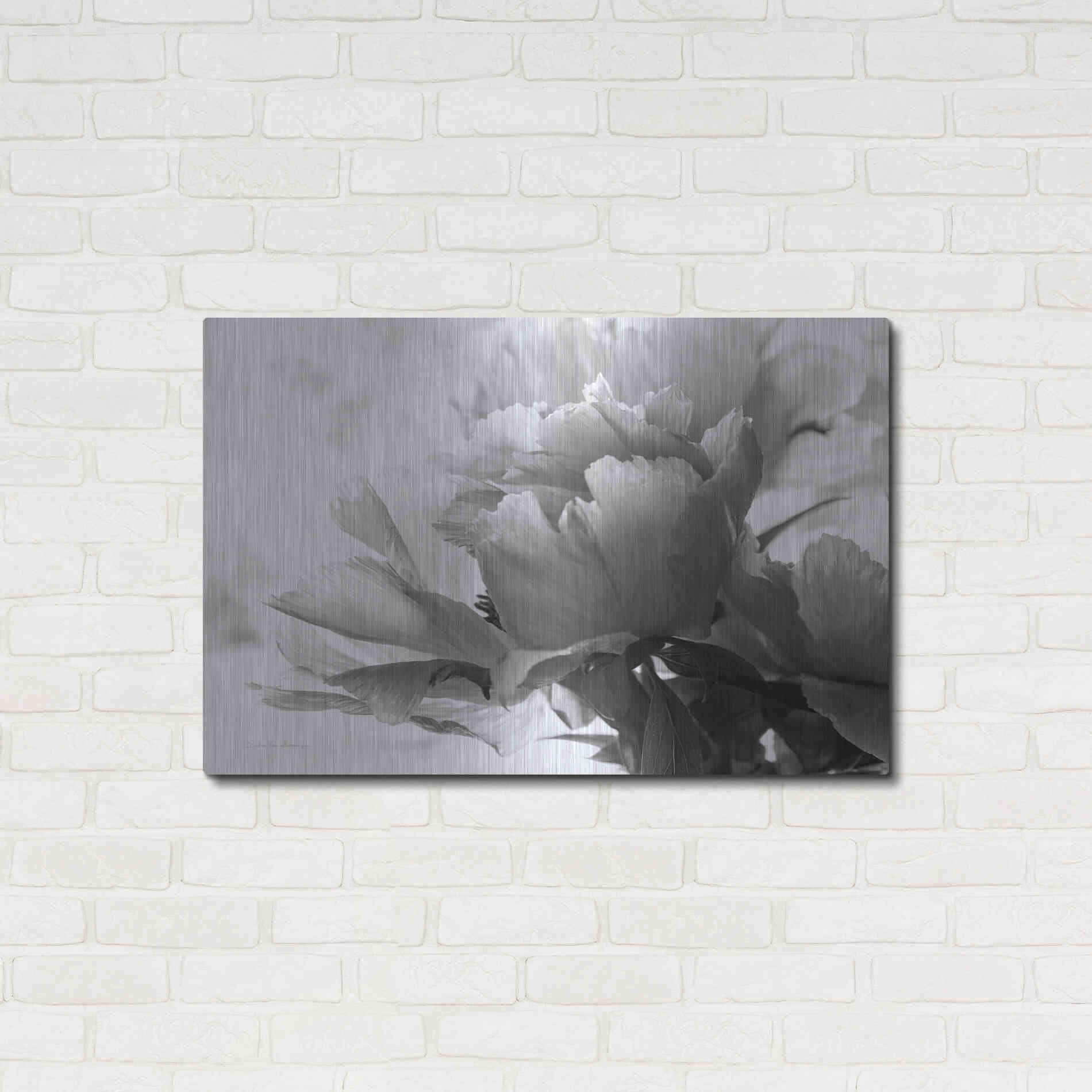 Luxe Metal Art 'Translucent Peony IBW' by Debra Van Swearingen, Metal Wall Art,36x24