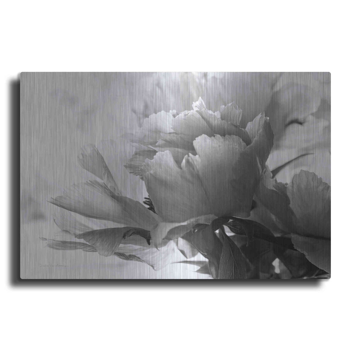 Luxe Metal Art 'Translucent Peony IBW' by Debra Van Swearingen, Metal Wall Art