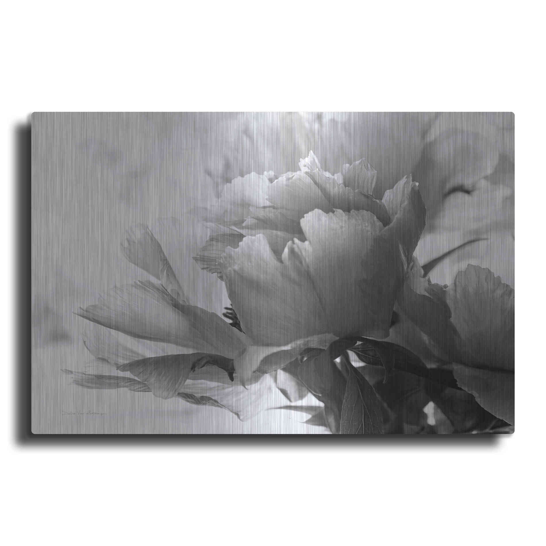 Luxe Metal Art 'Translucent Peony IBW' by Debra Van Swearingen, Metal Wall Art