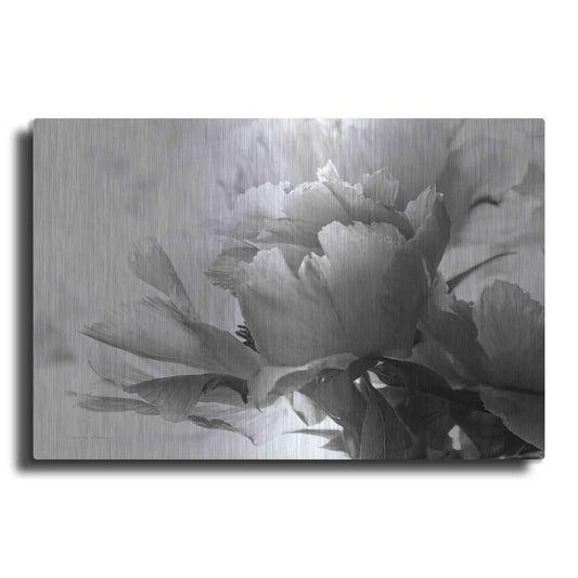 Luxe Metal Art 'Translucent Peony IBW' by Debra Van Swearingen, Metal Wall Art