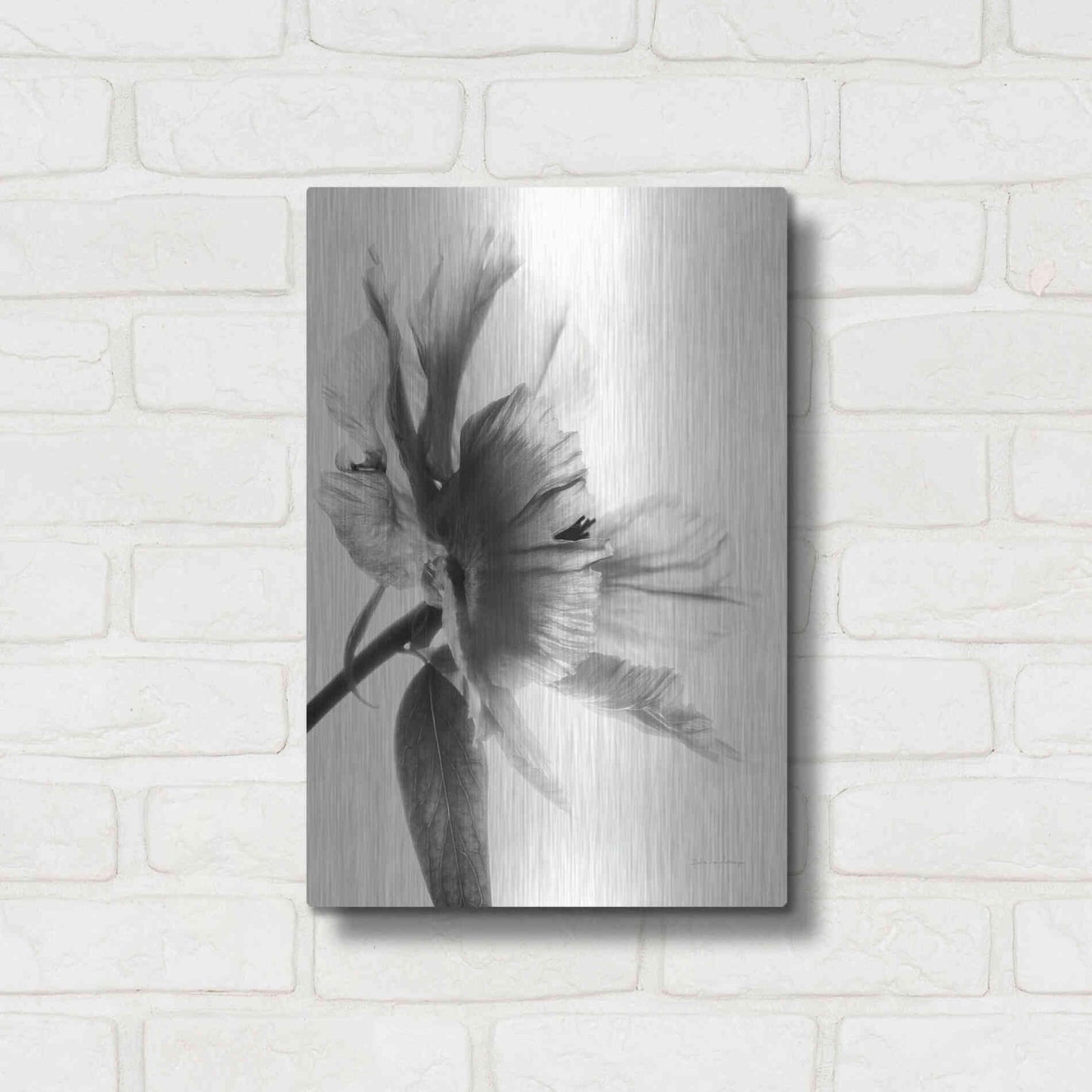 Luxe Metal Art 'Translucent Peony IIBW' by Debra Van Swearingen, Metal Wall Art,12x16