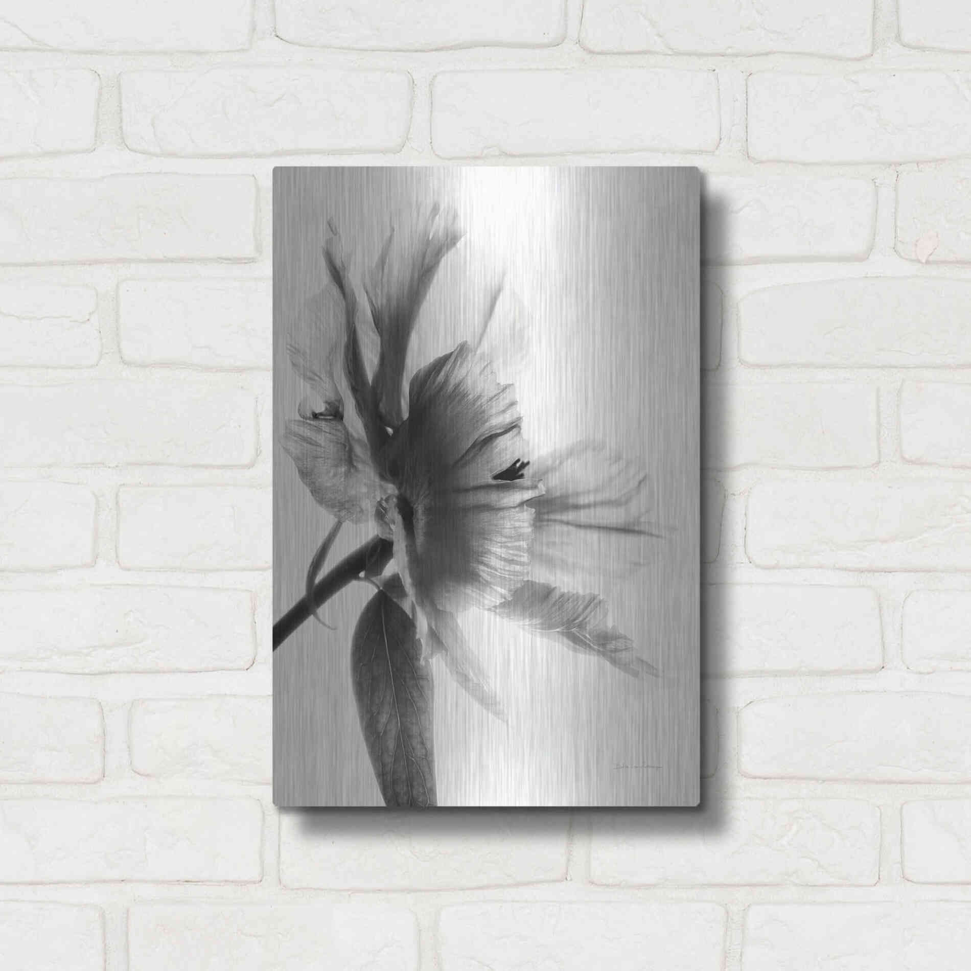 Luxe Metal Art 'Translucent Peony IIBW' by Debra Van Swearingen, Metal Wall Art,12x16