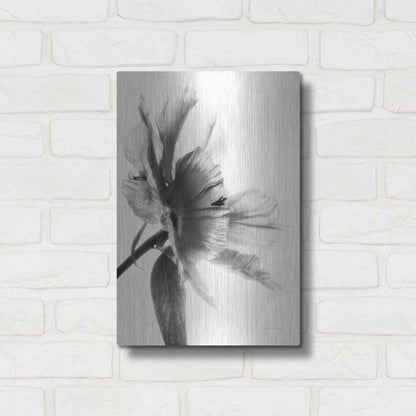 Luxe Metal Art 'Translucent Peony IIBW' by Debra Van Swearingen, Metal Wall Art,12x16