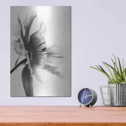 Luxe Metal Art 'Translucent Peony IIBW' by Debra Van Swearingen, Metal Wall Art,12x16