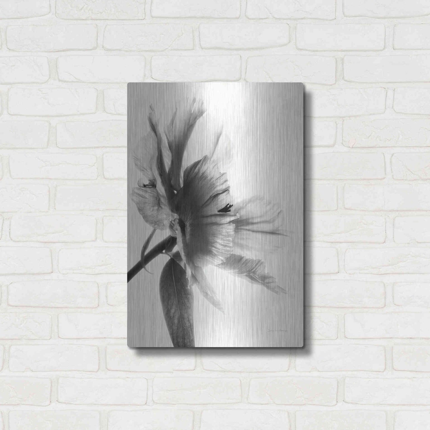 Luxe Metal Art 'Translucent Peony IIBW' by Debra Van Swearingen, Metal Wall Art,16x24