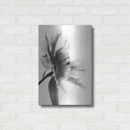 Luxe Metal Art 'Translucent Peony IIBW' by Debra Van Swearingen, Metal Wall Art,16x24