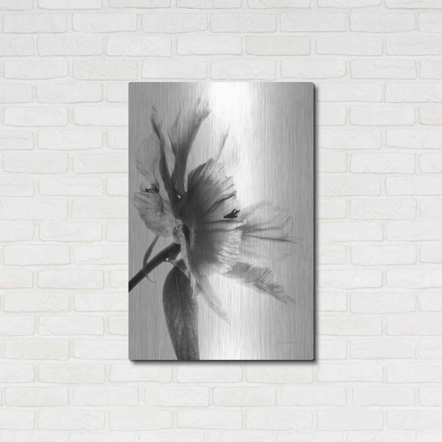 Luxe Metal Art 'Translucent Peony IIBW' by Debra Van Swearingen, Metal Wall Art,24x36