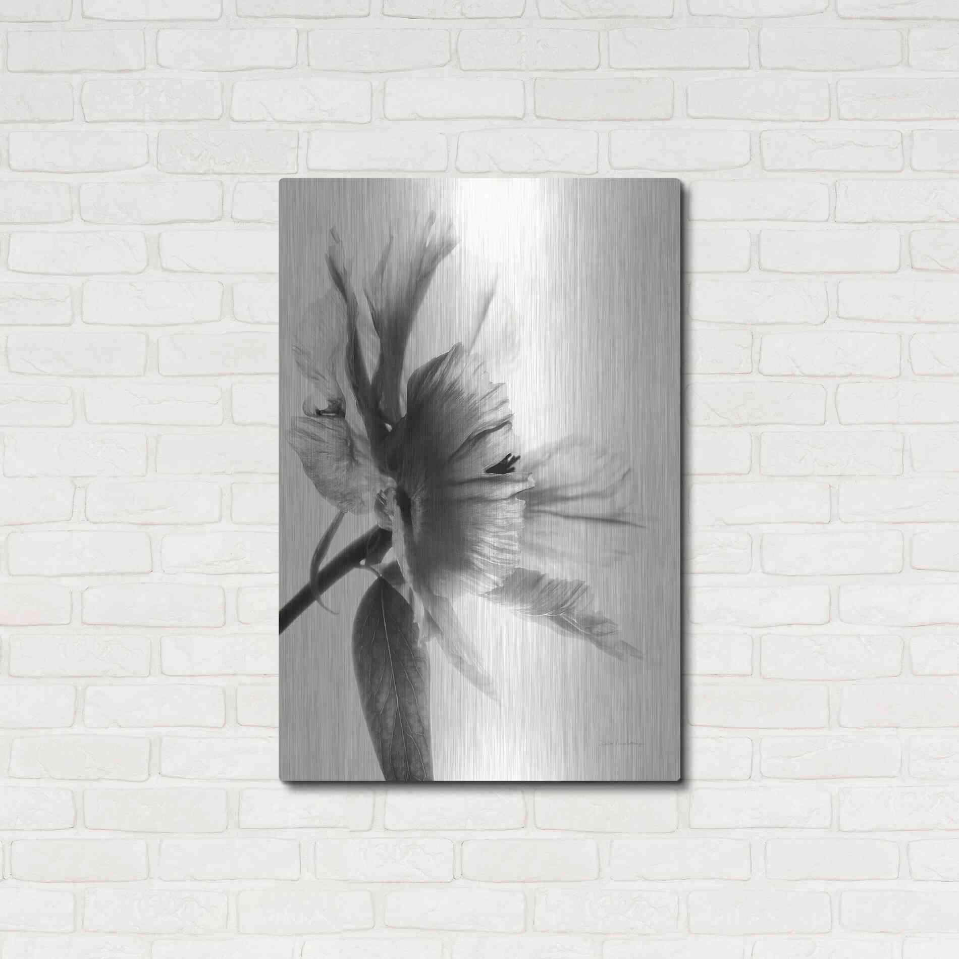 Luxe Metal Art 'Translucent Peony IIBW' by Debra Van Swearingen, Metal Wall Art,24x36