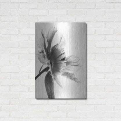 Luxe Metal Art 'Translucent Peony IIBW' by Debra Van Swearingen, Metal Wall Art,24x36