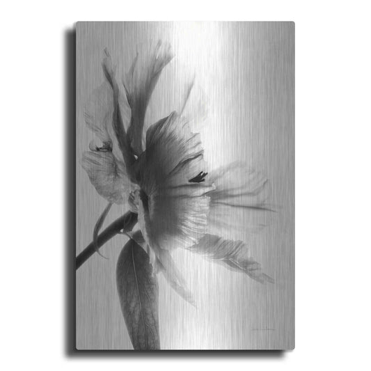 Luxe Metal Art 'Translucent Peony IIBW' by Debra Van Swearingen, Metal Wall Art