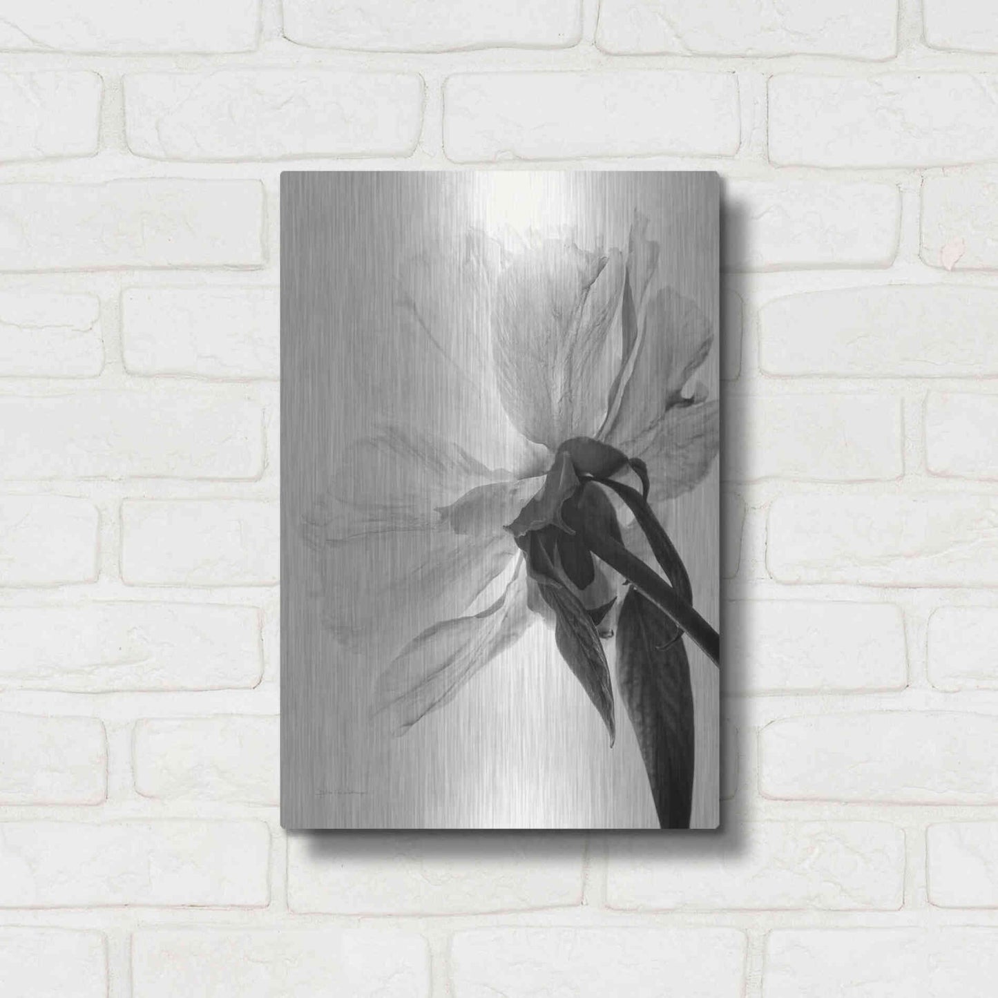 Luxe Metal Art 'Translucent Peony IIIBW' by Debra Van Swearingen, Metal Wall Art,12x16