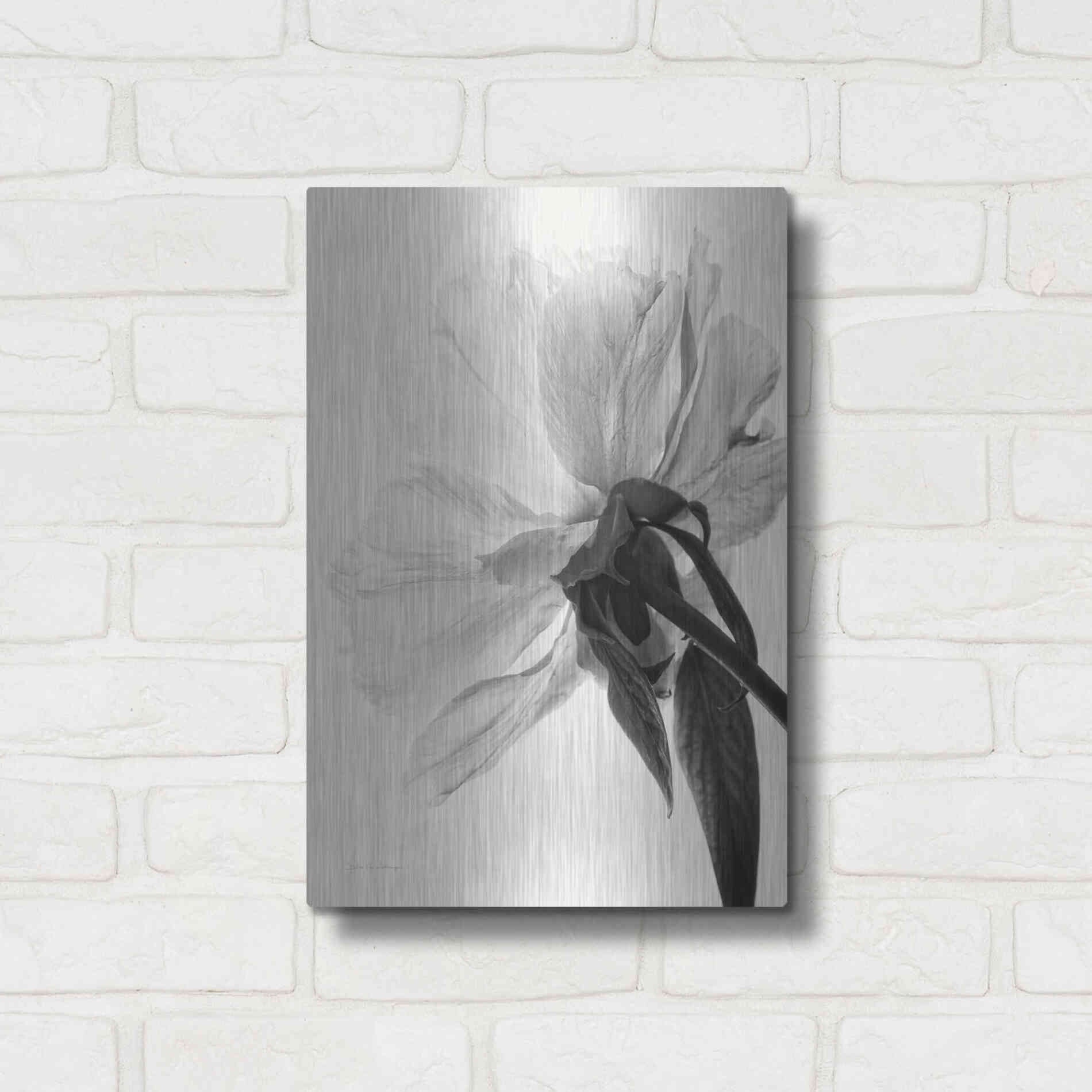 Luxe Metal Art 'Translucent Peony IIIBW' by Debra Van Swearingen, Metal Wall Art,12x16