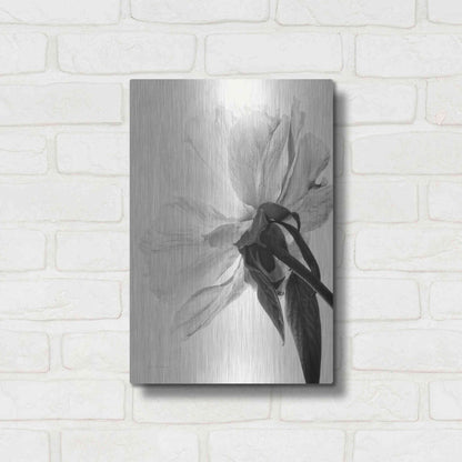 Luxe Metal Art 'Translucent Peony IIIBW' by Debra Van Swearingen, Metal Wall Art,12x16