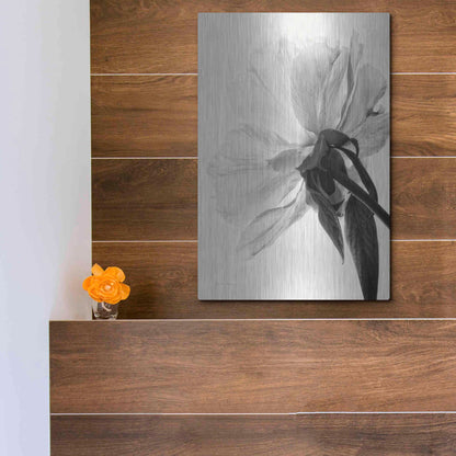 Luxe Metal Art 'Translucent Peony IIIBW' by Debra Van Swearingen, Metal Wall Art,12x16
