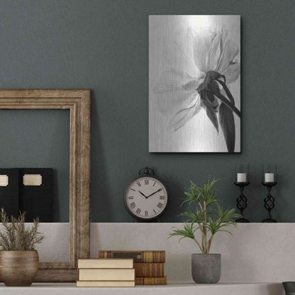 Luxe Metal Art 'Translucent Peony IIIBW' by Debra Van Swearingen, Metal Wall Art,12x16