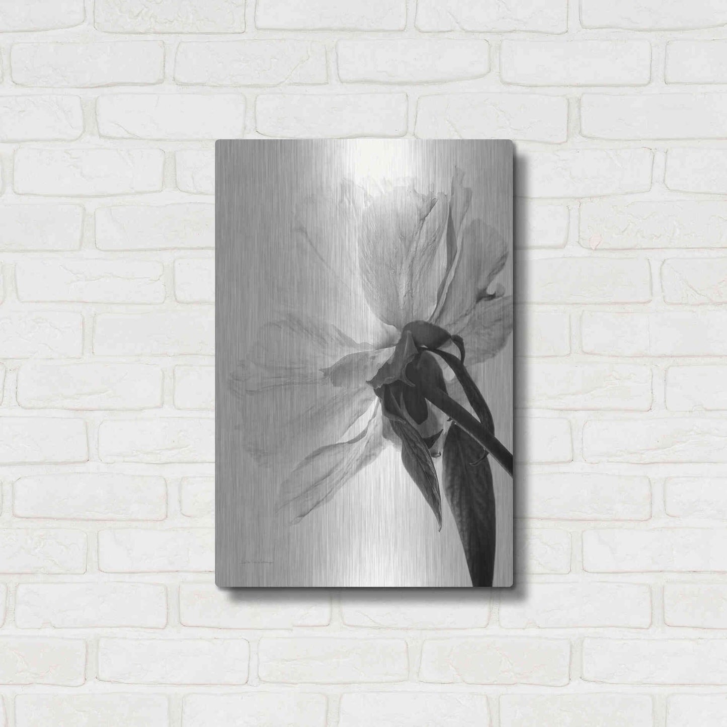 Luxe Metal Art 'Translucent Peony IIIBW' by Debra Van Swearingen, Metal Wall Art,16x24