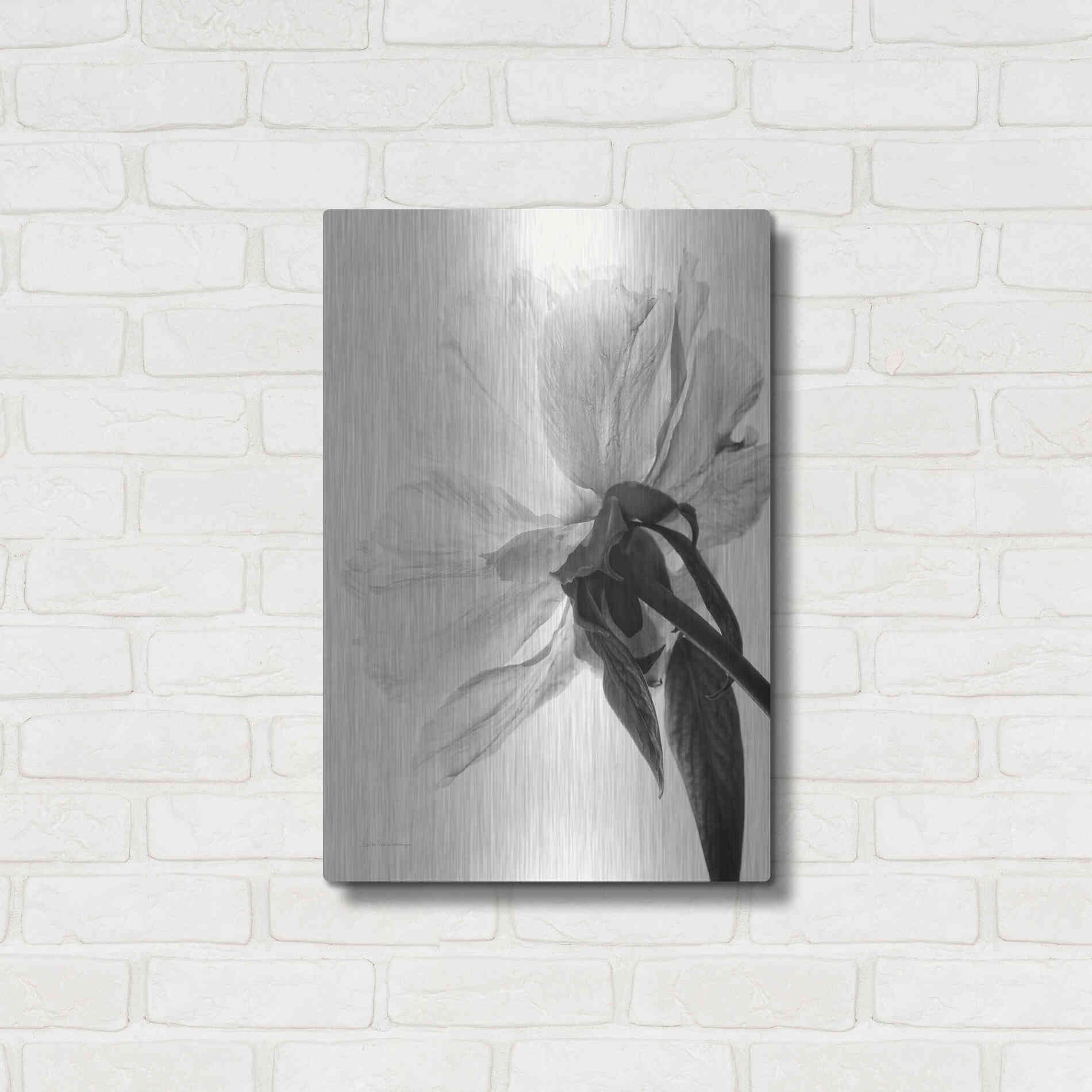 Luxe Metal Art 'Translucent Peony IIIBW' by Debra Van Swearingen, Metal Wall Art,16x24