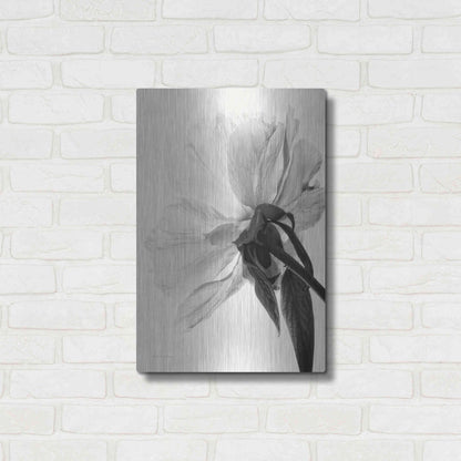 Luxe Metal Art 'Translucent Peony IIIBW' by Debra Van Swearingen, Metal Wall Art,16x24