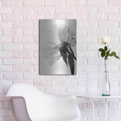Luxe Metal Art 'Translucent Peony IIIBW' by Debra Van Swearingen, Metal Wall Art,16x24