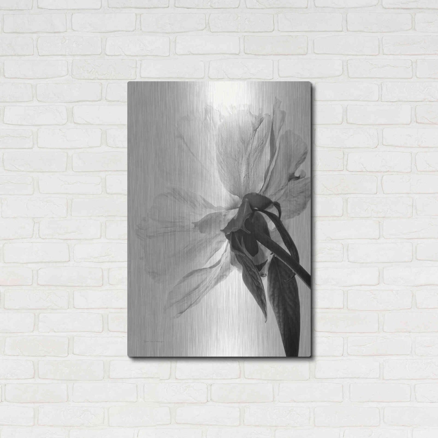 Luxe Metal Art 'Translucent Peony IIIBW' by Debra Van Swearingen, Metal Wall Art,24x36