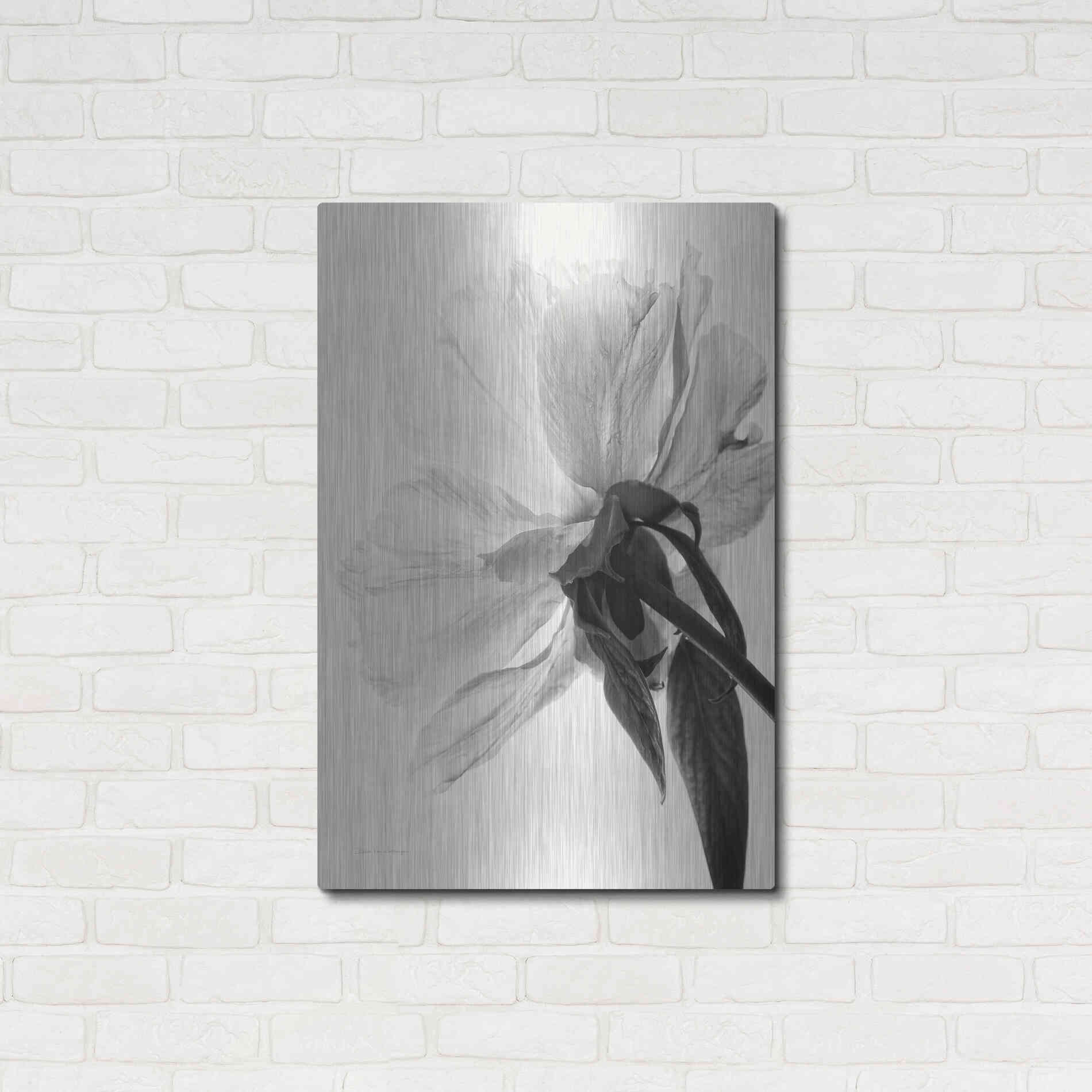 Luxe Metal Art 'Translucent Peony IIIBW' by Debra Van Swearingen, Metal Wall Art,24x36