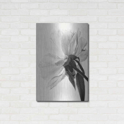 Luxe Metal Art 'Translucent Peony IIIBW' by Debra Van Swearingen, Metal Wall Art,24x36