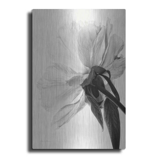 Luxe Metal Art 'Translucent Peony IIIBW' by Debra Van Swearingen, Metal Wall Art