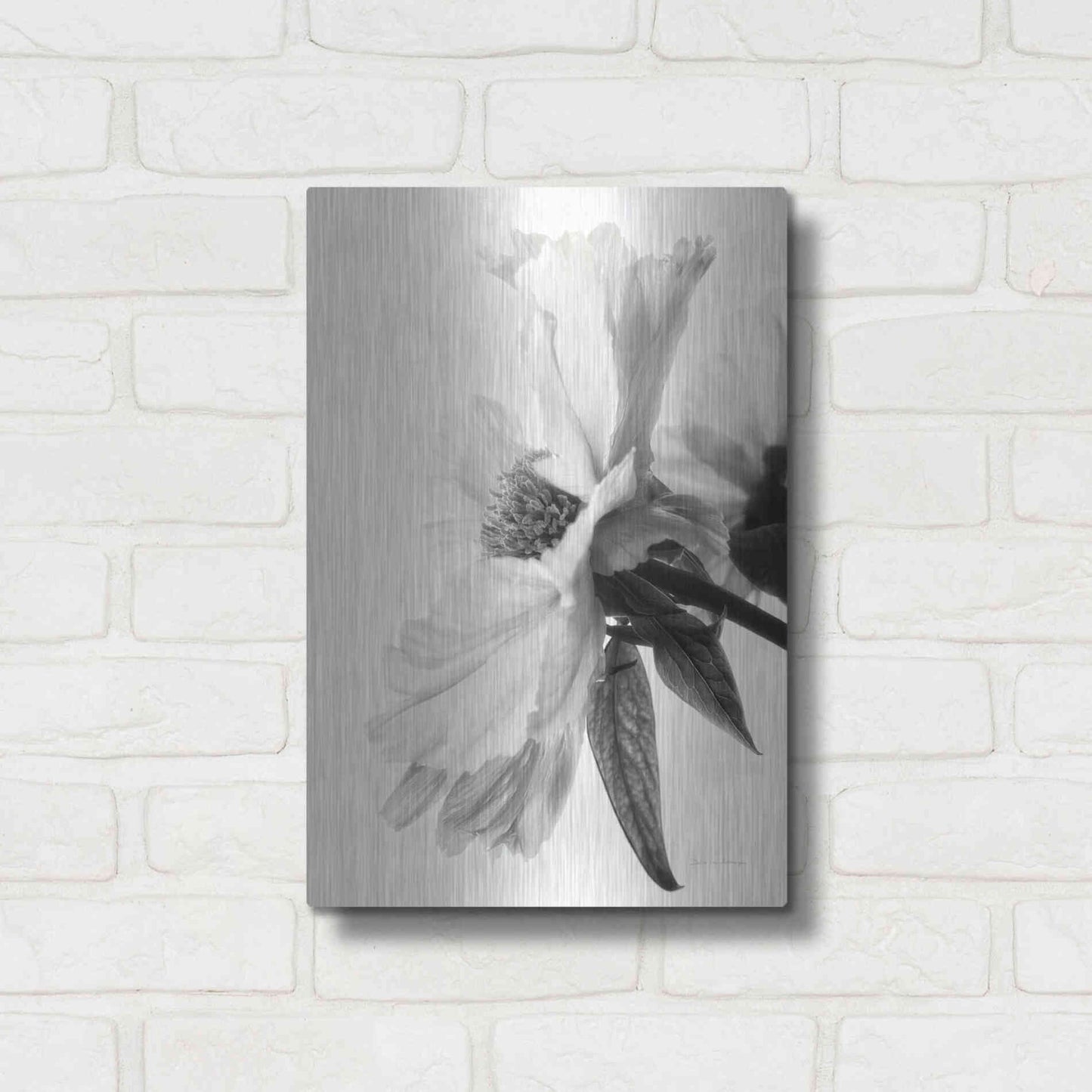 Luxe Metal Art 'Translucent Peony IVBW' by Debra Van Swearingen, Metal Wall Art,12x16
