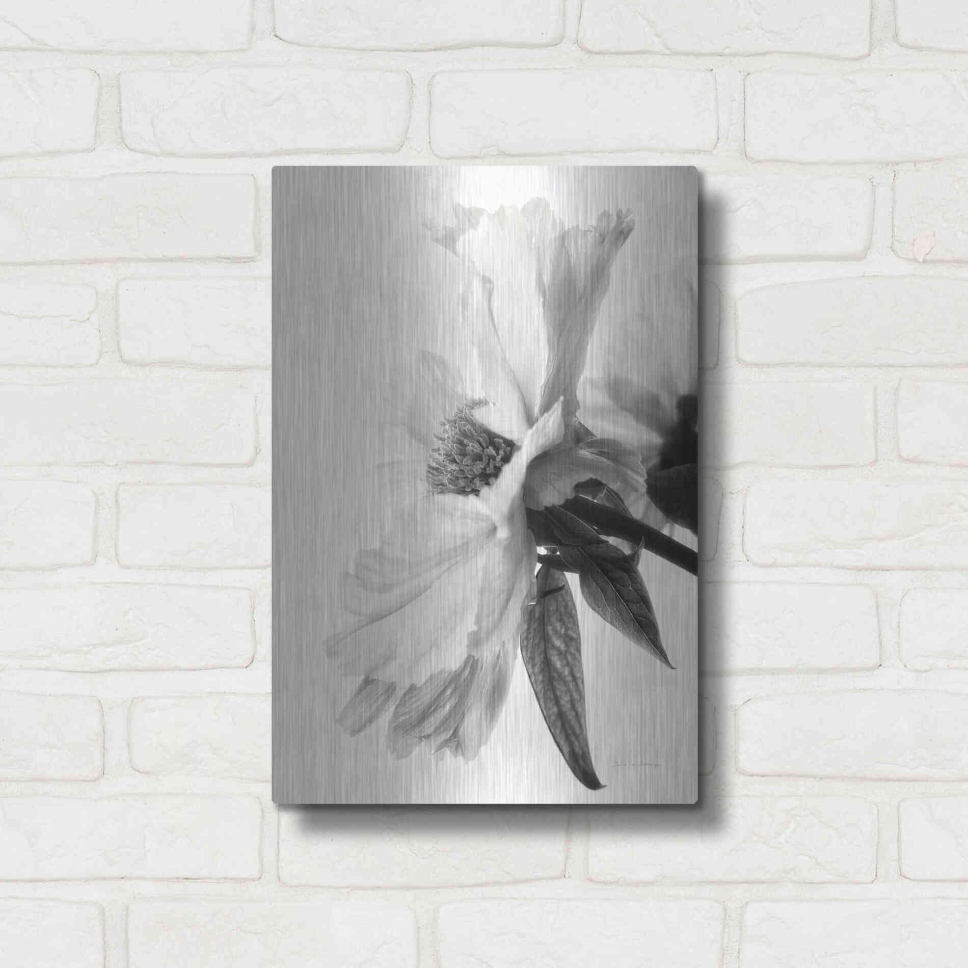 Luxe Metal Art 'Translucent Peony IVBW' by Debra Van Swearingen, Metal Wall Art,12x16