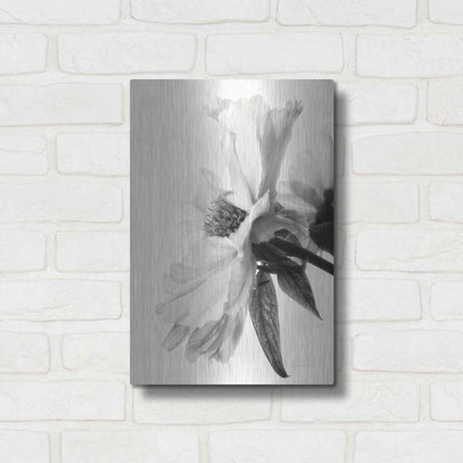 Luxe Metal Art 'Translucent Peony IVBW' by Debra Van Swearingen, Metal Wall Art,12x16
