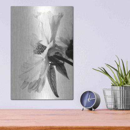 Luxe Metal Art 'Translucent Peony IVBW' by Debra Van Swearingen, Metal Wall Art,12x16