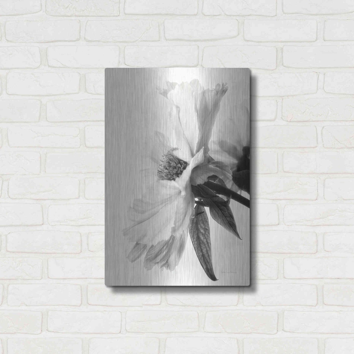 Luxe Metal Art 'Translucent Peony IVBW' by Debra Van Swearingen, Metal Wall Art,16x24