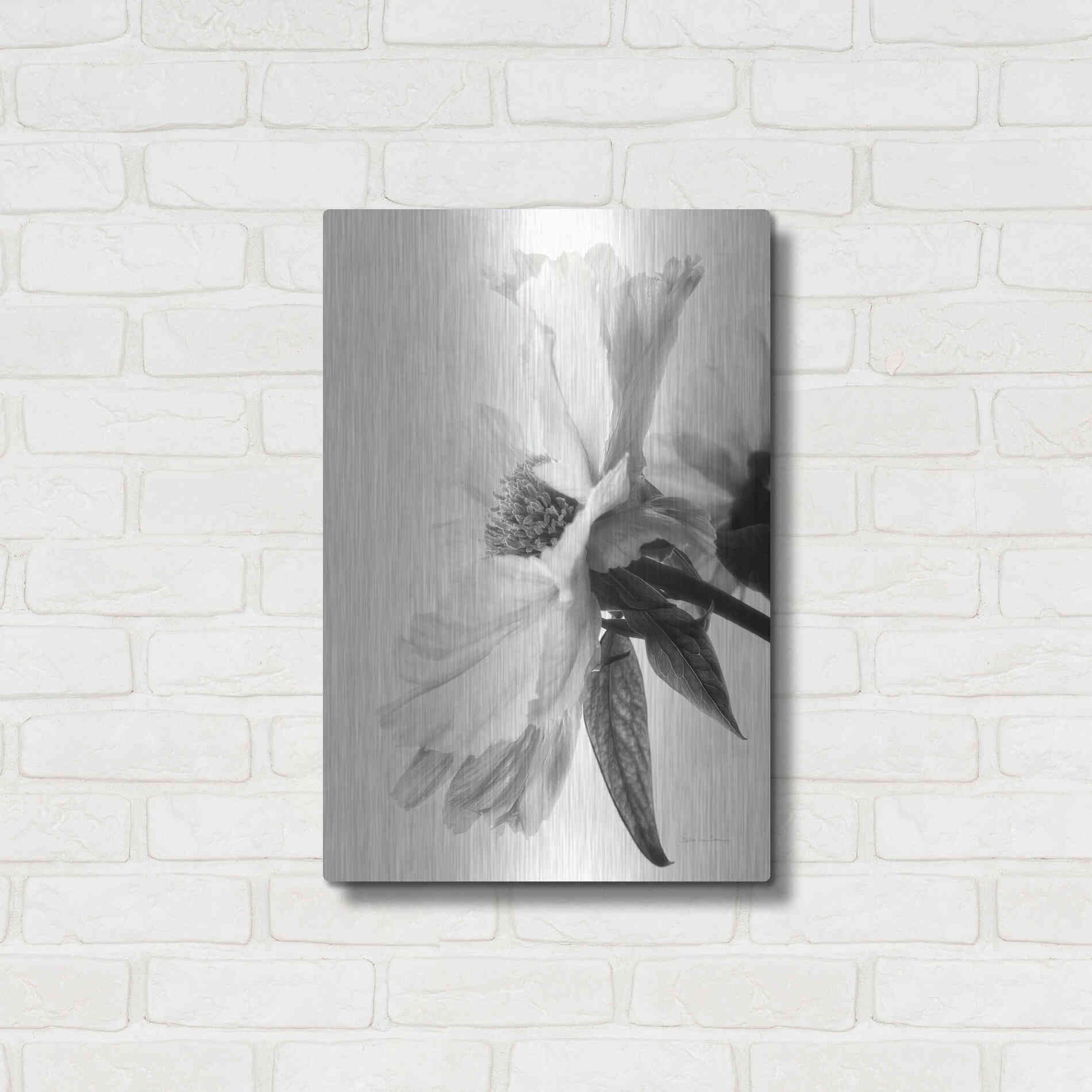 Luxe Metal Art 'Translucent Peony IVBW' by Debra Van Swearingen, Metal Wall Art,16x24