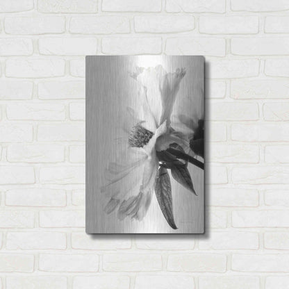 Luxe Metal Art 'Translucent Peony IVBW' by Debra Van Swearingen, Metal Wall Art,16x24