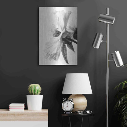Luxe Metal Art 'Translucent Peony IVBW' by Debra Van Swearingen, Metal Wall Art,16x24