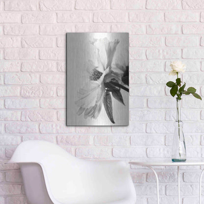 Luxe Metal Art 'Translucent Peony IVBW' by Debra Van Swearingen, Metal Wall Art,16x24