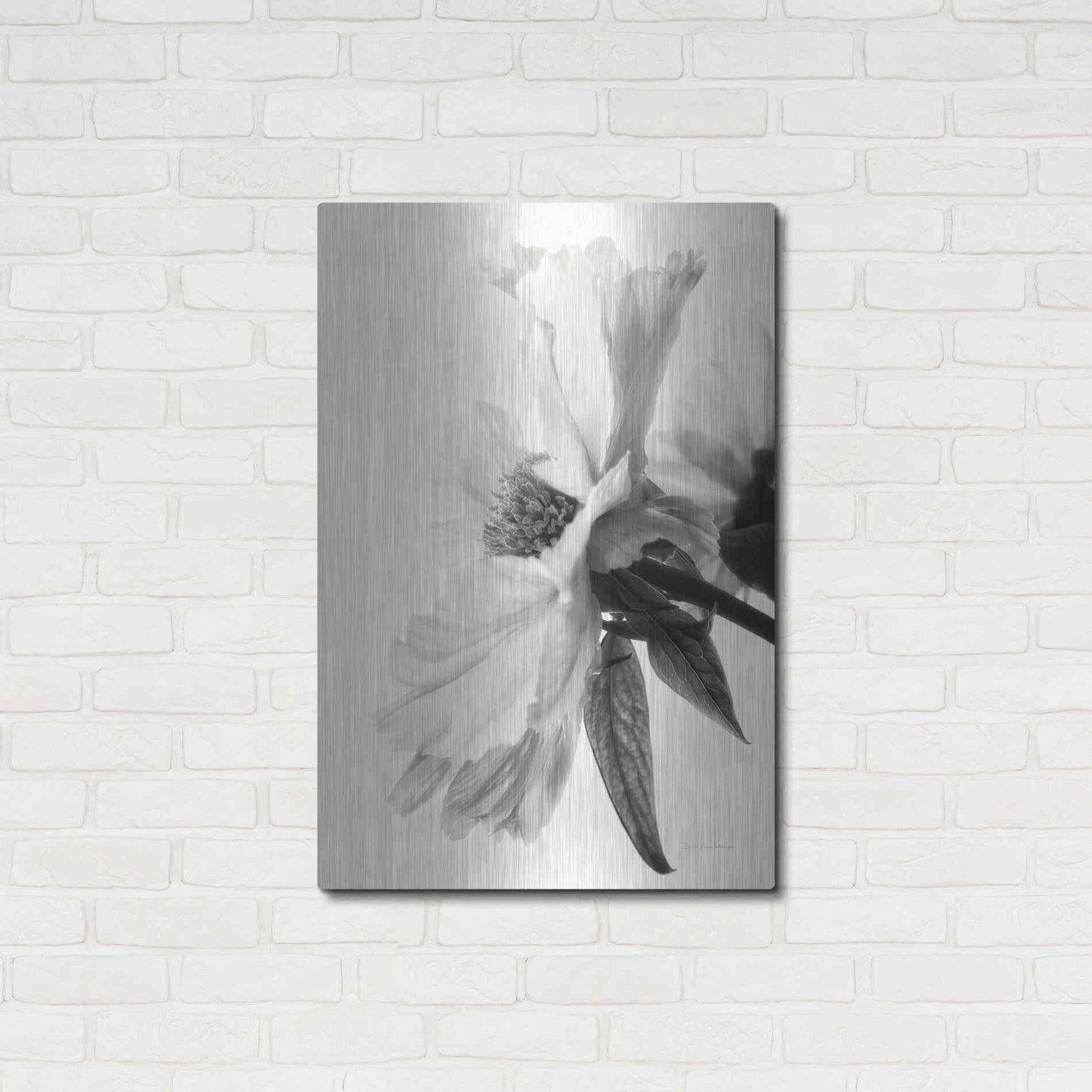 Luxe Metal Art 'Translucent Peony IVBW' by Debra Van Swearingen, Metal Wall Art,24x36