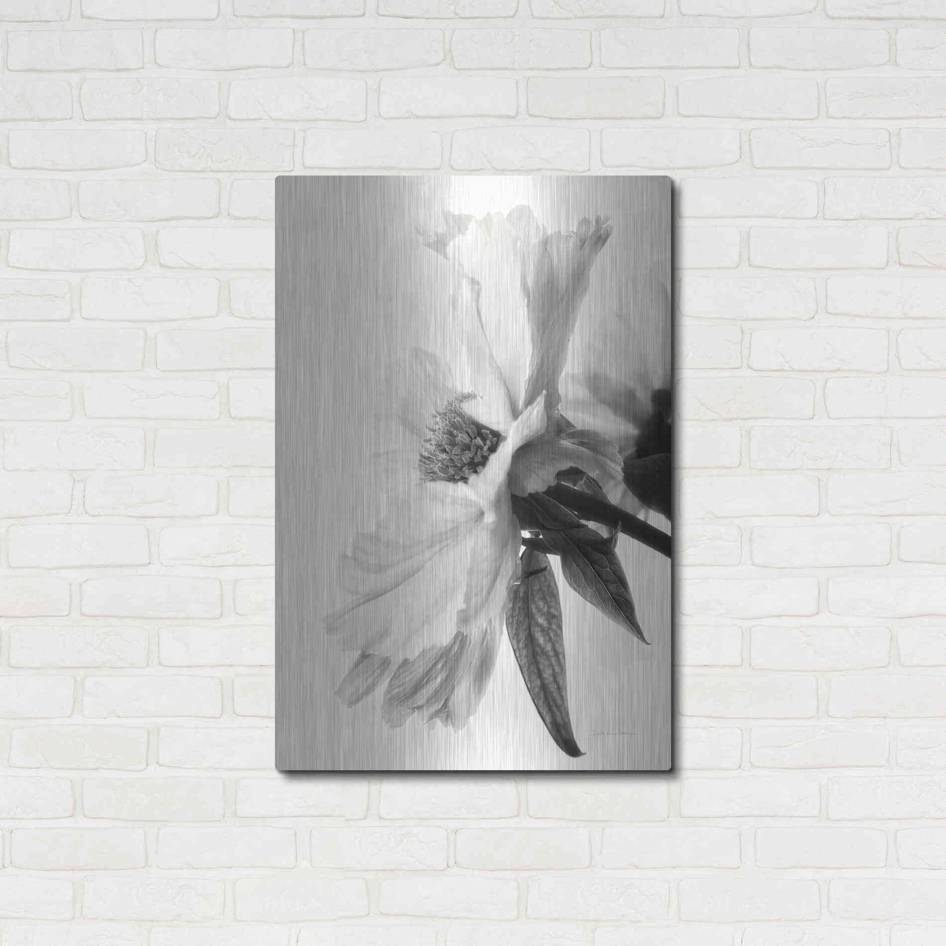 Luxe Metal Art 'Translucent Peony IVBW' by Debra Van Swearingen, Metal Wall Art,24x36