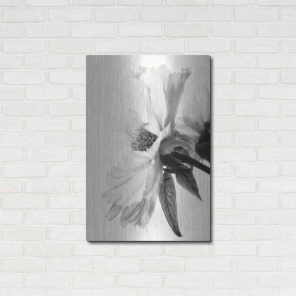 Luxe Metal Art 'Translucent Peony IVBW' by Debra Van Swearingen, Metal Wall Art,24x36