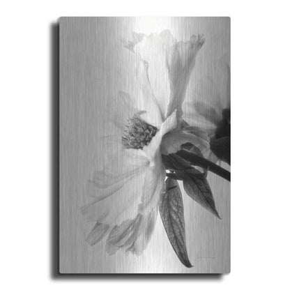 Luxe Metal Art 'Translucent Peony IVBW' by Debra Van Swearingen, Metal Wall Art