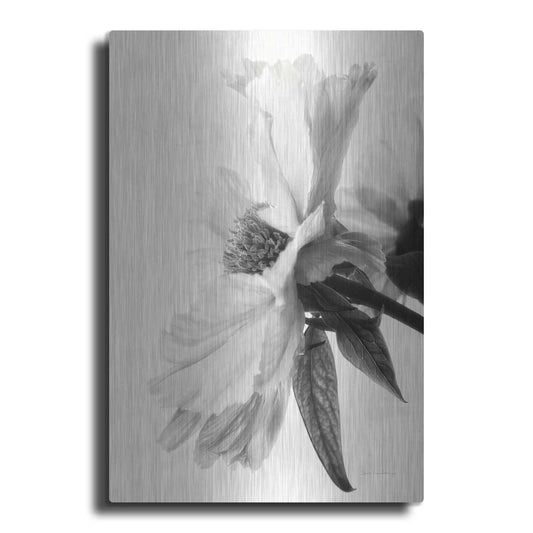 Luxe Metal Art 'Translucent Peony IVBW' by Debra Van Swearingen, Metal Wall Art